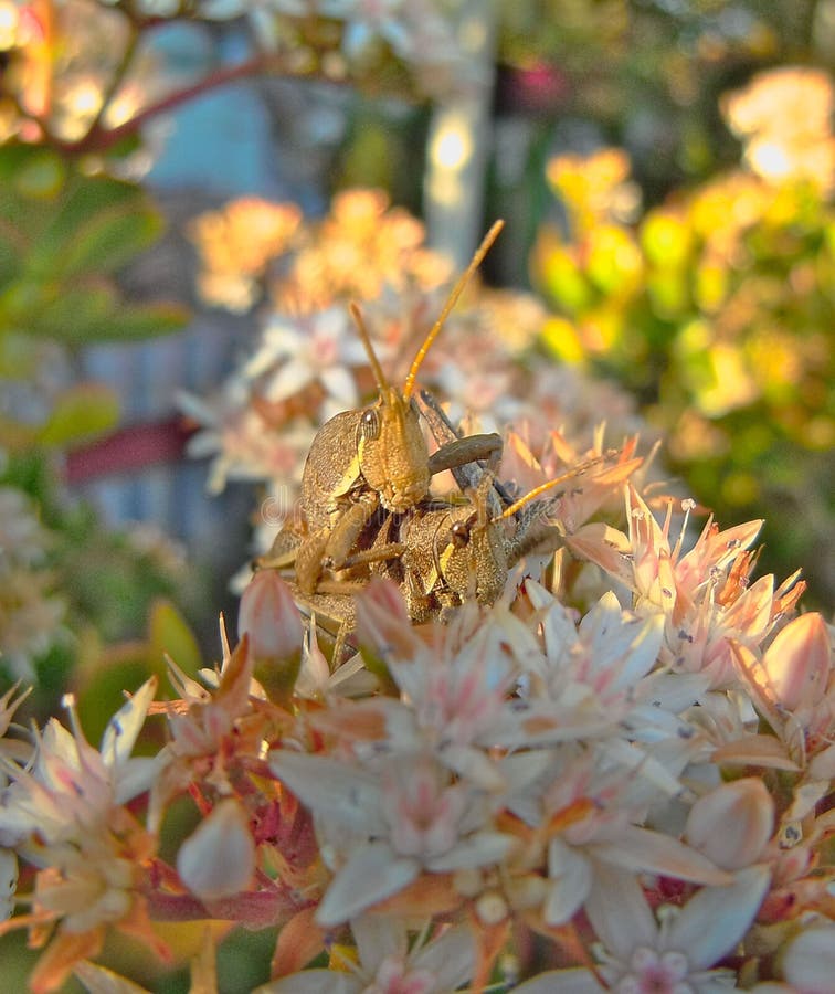 Φύση μεξικάνικες ακρίδες σε λουλούδια στοκ εικόνα με δικαίωμα ελεύθερης χρήσης