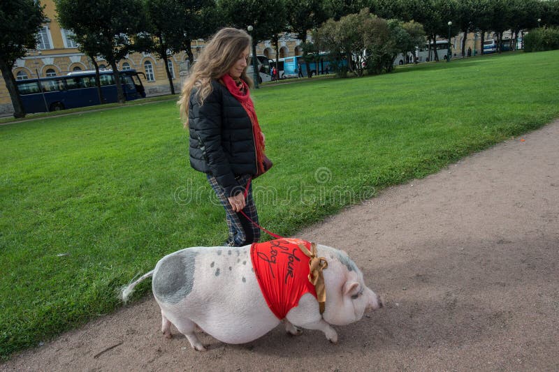 Свинки гуляют. Мини Пиги на поводке.