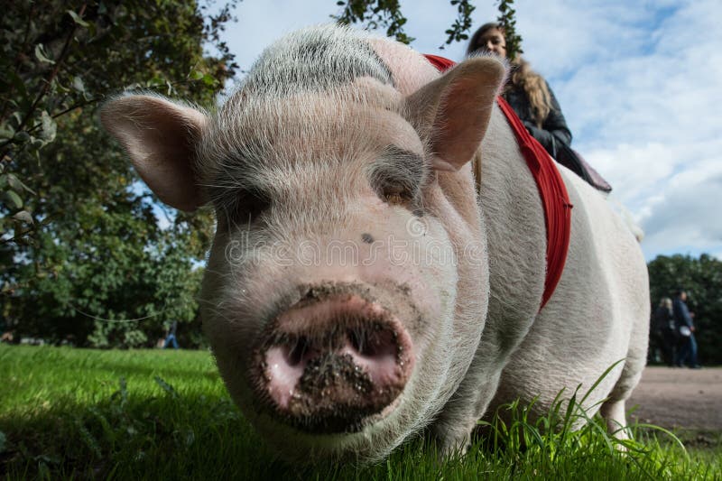 Um mini porco caminha num parque com relva verde imagem de stock royalty free