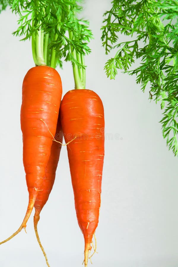 Important Human Food, Carrot Root Vegetables, Rich in Carotene