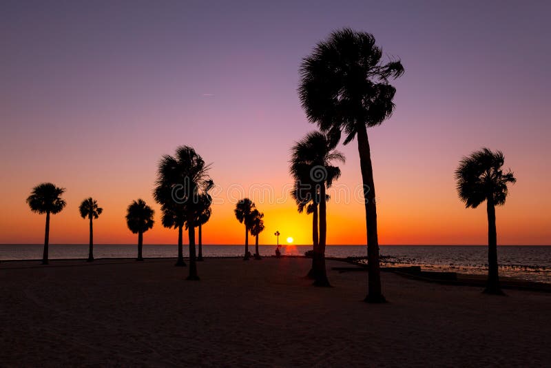 Silhouette of Palm trees during a vivid colourful sunset on Pine Island, Hernando county, florida. Silhouette of Palm trees during a vivid colourful sunset on Pine Island, Hernando county, florida.