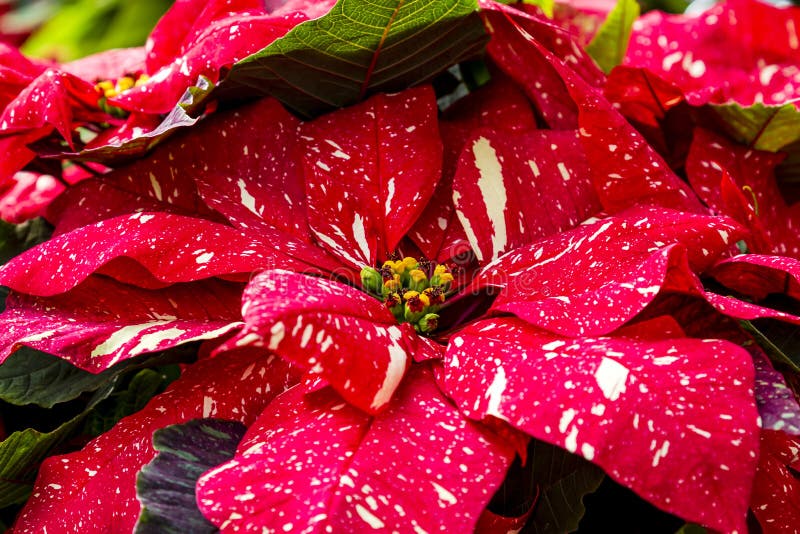 Close up of red glitter variety of Christmas poinsettias. Close up of red glitter variety of Christmas poinsettias