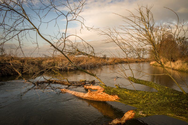 Felled trees in the river by beavers on Poland blue sky tree happy landscape beautyfull. Felled trees in the river by beavers on Poland blue sky tree happy landscape beautyfull