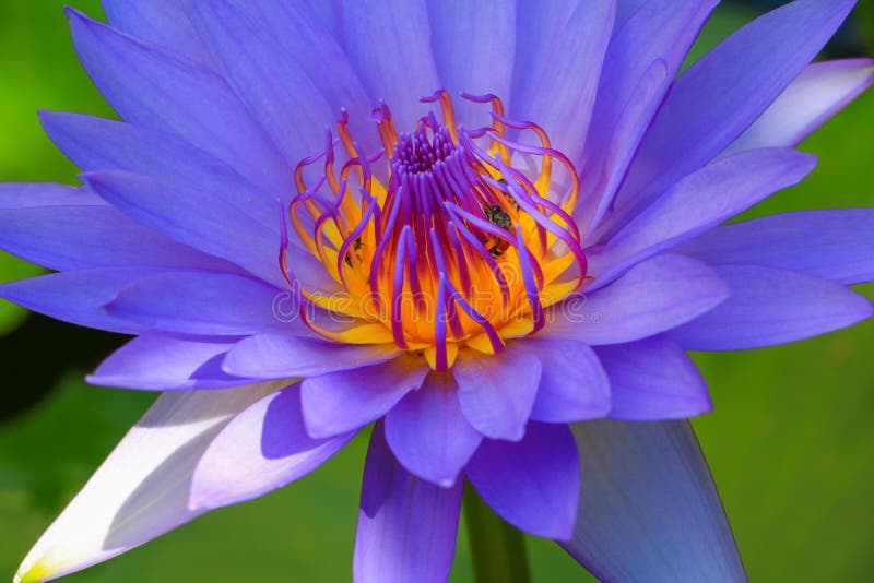 Lotus flower or water lilly purple close up beautiful in nature. Lotus flower or water lilly purple close up beautiful in nature.