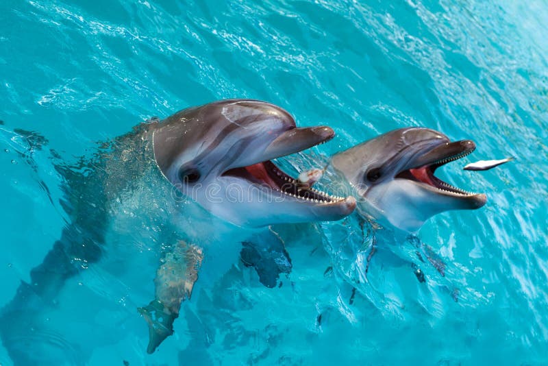 A group of cute smart dolphins eating fish in the ocean. Marine life