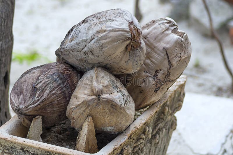 Old dried coconuts are piled up with a bunch. Οι καρύδες βρίσκονται στα ειδικά ξύλινα κλουβιά πίσω από το κατάστημα