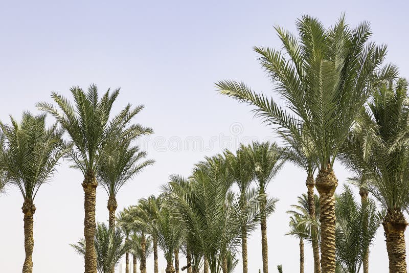 Palms on the beach at Sharm El Sheikh, Egypt