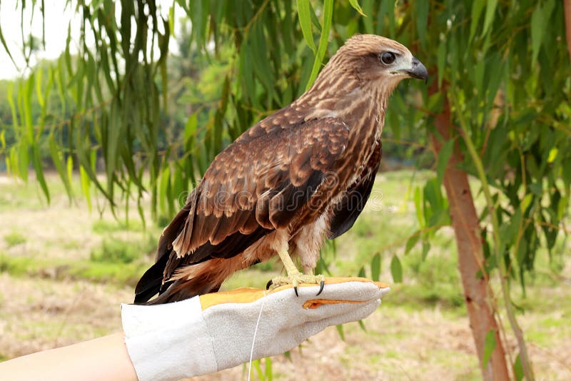 brahminy kite brahminy kite