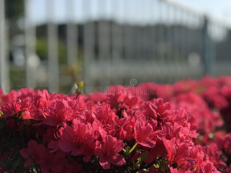 Red Flower of Hachioji City in Japan Stock Afbeelding Image of japan