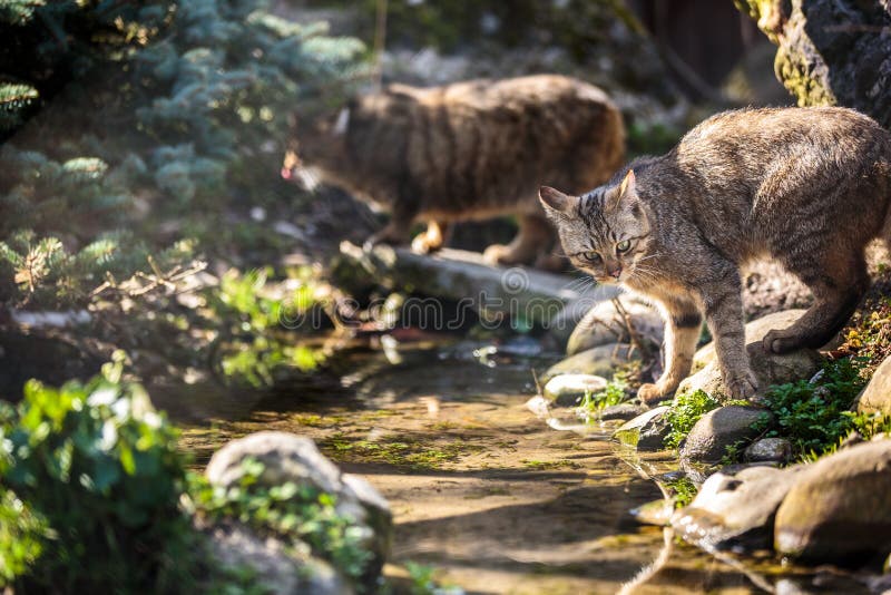 Wildcats in Their Natural Habitat Stock Afbeelding Image of prooi