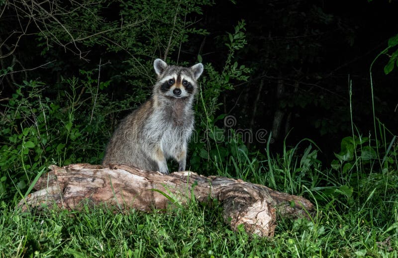 Raccoon at Night 库存图片. 图片 包括有 night, raccoon 117985507