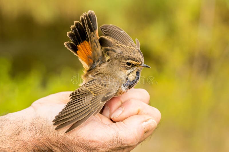 European blue nightingale, Luscinia svecica, waving wings, raised tail, being held in hand by ornithologist before ringing, blurry green and yellow background, copy space. European blue nightingale, Luscinia svecica, waving wings, raised tail, being held in hand by ornithologist before ringing, blurry green and yellow background, copy space
