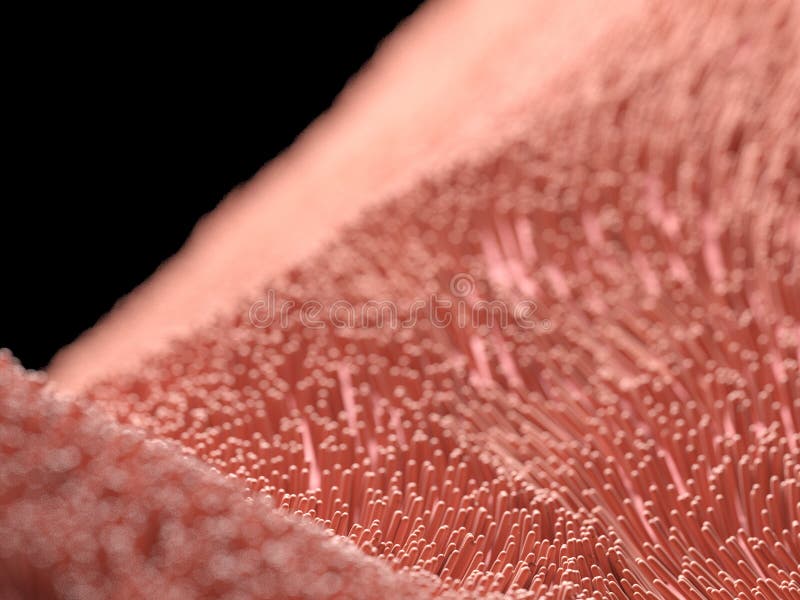 3d rendered illustration of human cilia