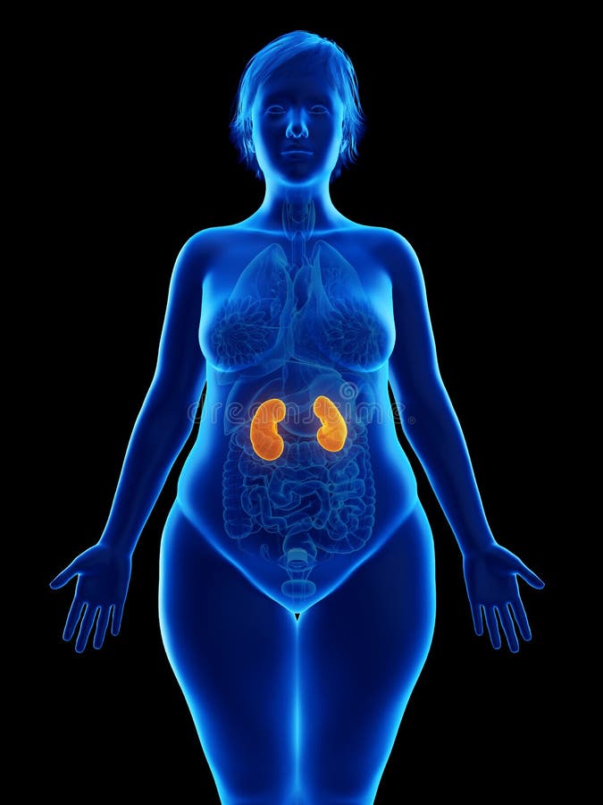 Nieren van een obese vrouw royalty-vrije illustratie