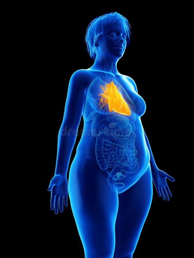 Het hart van een obese vrouw royalty-vrije illustratie