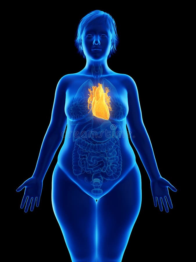 Het hart van een obese vrouw stock illustratie