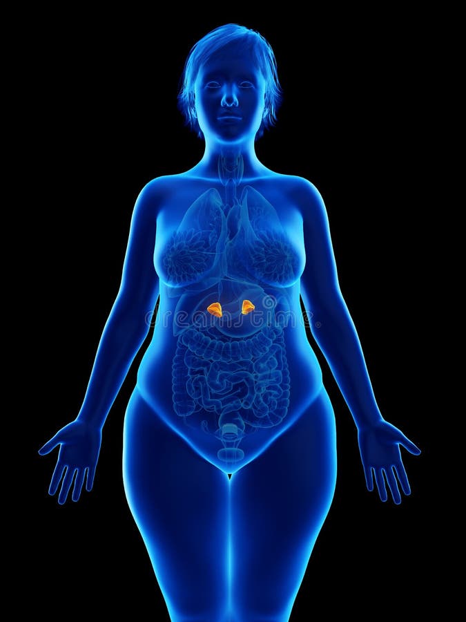 Bijnieren van een obese vrouw vector illustratie