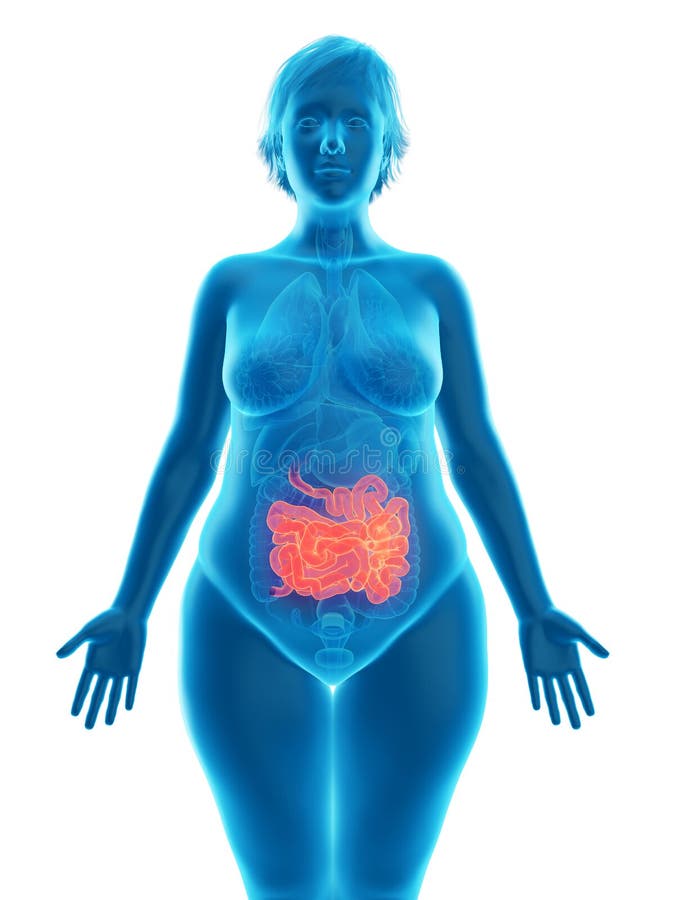 Dunne darm van een obese vrouw stock illustratie