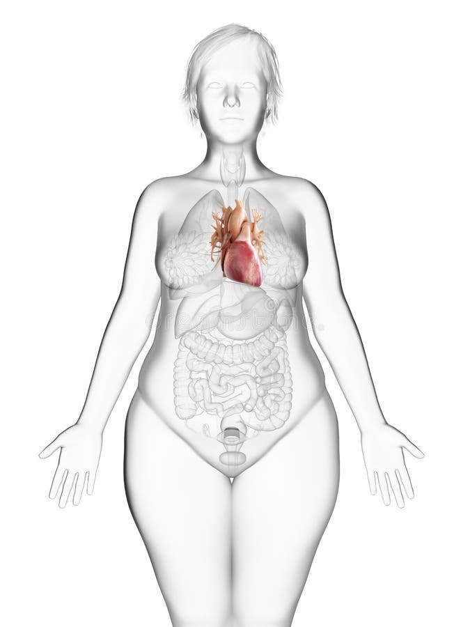 Het hart van een obese vrouw stock illustratie