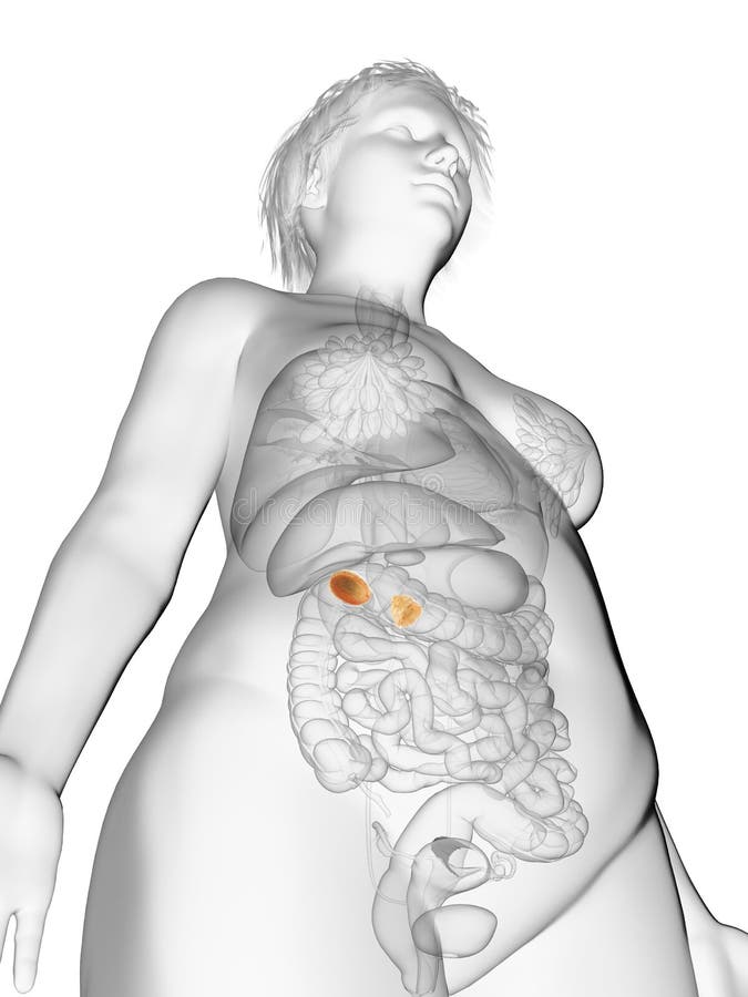 Bijnieren van een obese vrouw royalty-vrije illustratie