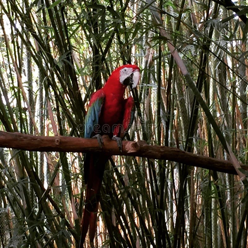 Jacksonville fl zoo. Parrot at the zoo
