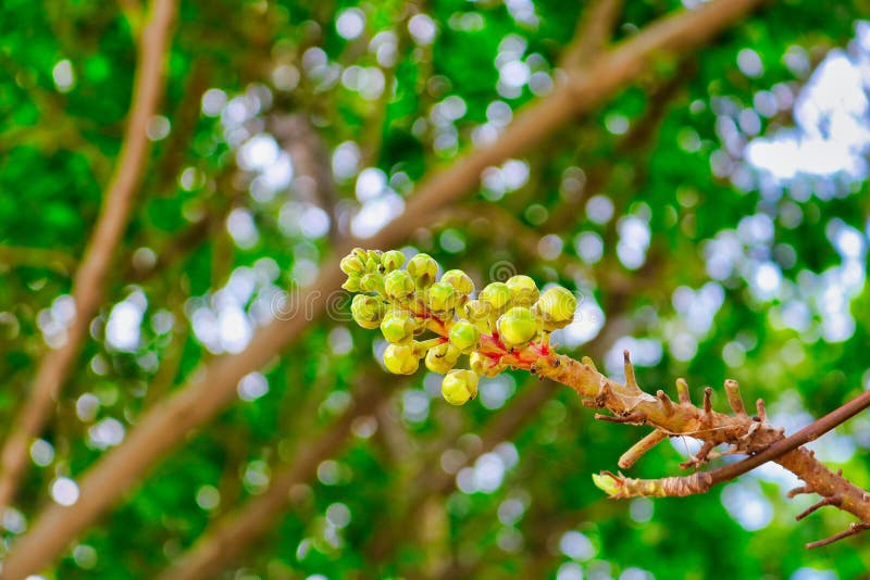 E fotos de archivo libres de regalías.