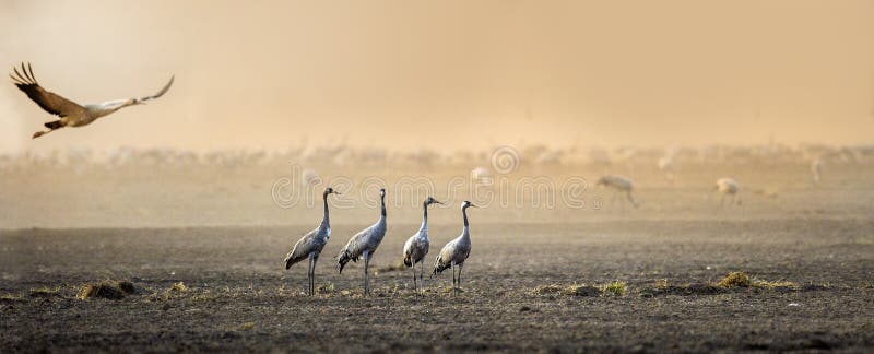 Cranes in a arable field at sunrise. Common Crane, Scientific name: Grus grus, Grus Communis. Feeding of the cranes at sunrise in the national Park Agamon of Hula Valley in Israel. Cranes in a arable field at sunrise. Common Crane, Scientific name: Grus grus, Grus Communis. Feeding of the cranes at sunrise in the national Park Agamon of Hula Valley in Israel