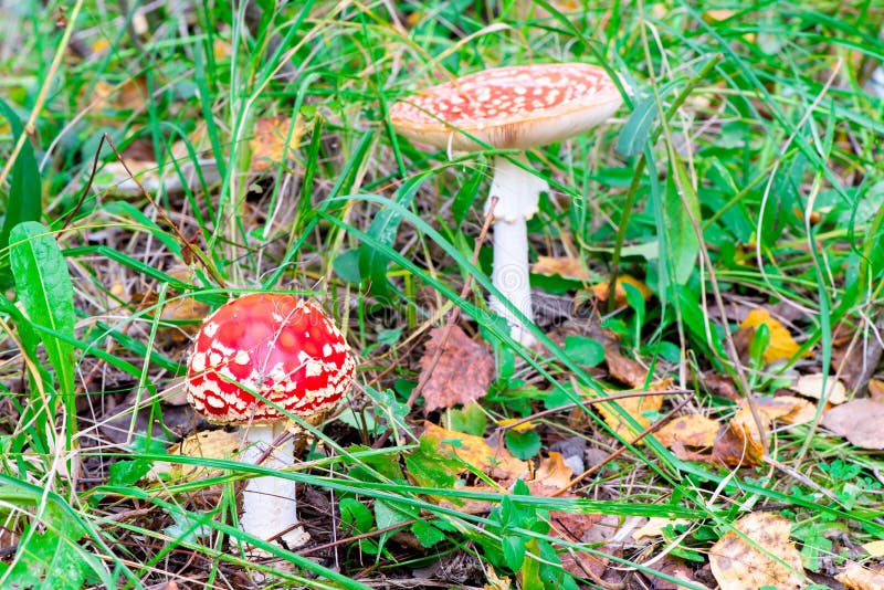 E fotografering för bildbyråer E fotografering för bildbyråer