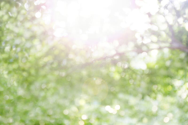 The blurred bokeh tree forest bright under light shine flare of sun for nature background wild, bokeh tree green nature abstract and sun light shine, rainforest tropical evergreen forest blur bokeh