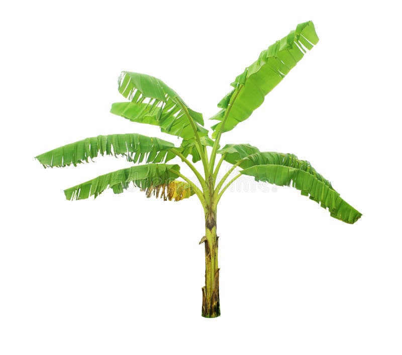 Bananero aislado con trazados de recorte para diseño de jardines imagen de archivo libre de regalías