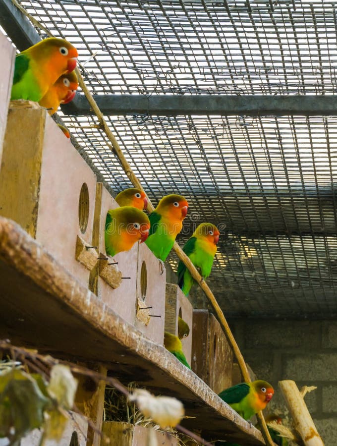 Aviculture, a group of lovebirds together in the aviary, popular small tropical parrots from africa. Aviculture, a group of lovebirds together in the aviary, popular small tropical parrots from africa