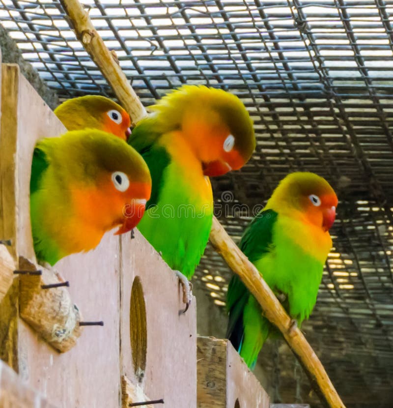 A cute family of lovebirds together in the aviary, small tropical parrots from africa. A cute family of lovebirds together in the aviary, small tropical parrots from africa