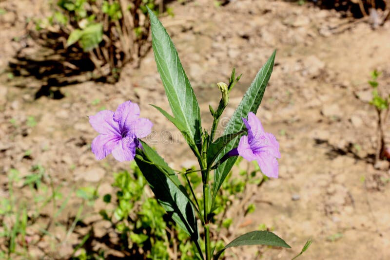 E στοκ εικόνες.