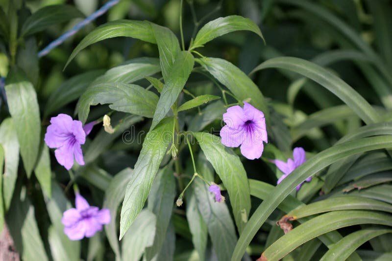 E στοκ εικόνα με δικαίωμα ελεύθερης χρήσης.
