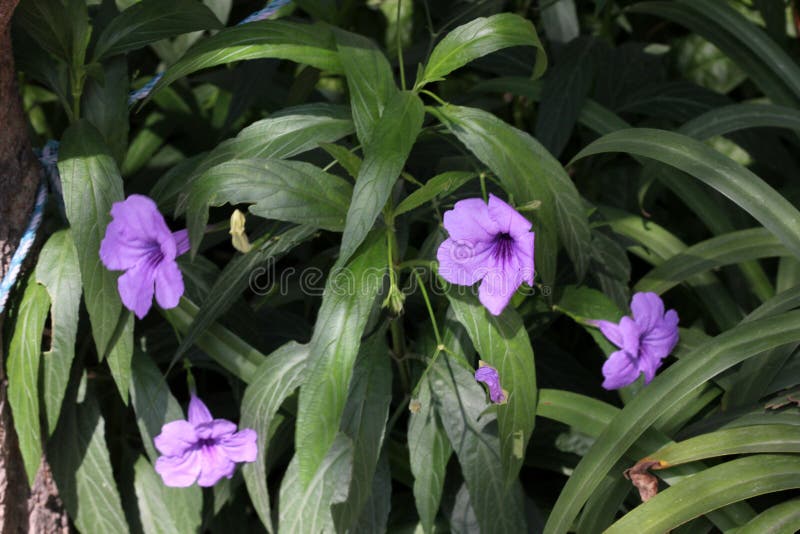 E στοκ εικόνα με δικαίωμα ελεύθερης χρήσης.