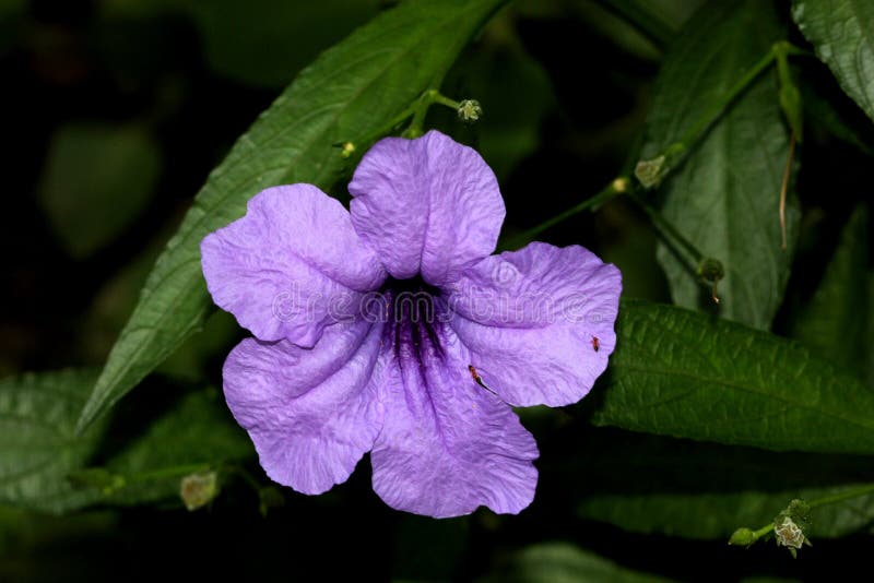E στοκ εικόνες.