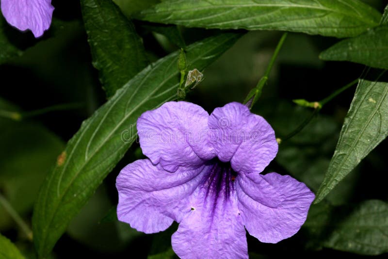 E στοκ φωτογραφίες με δικαίωμα ελεύθερης χρήσης.