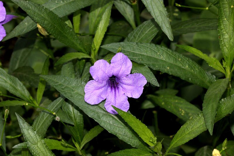 E στοκ φωτογραφία.
