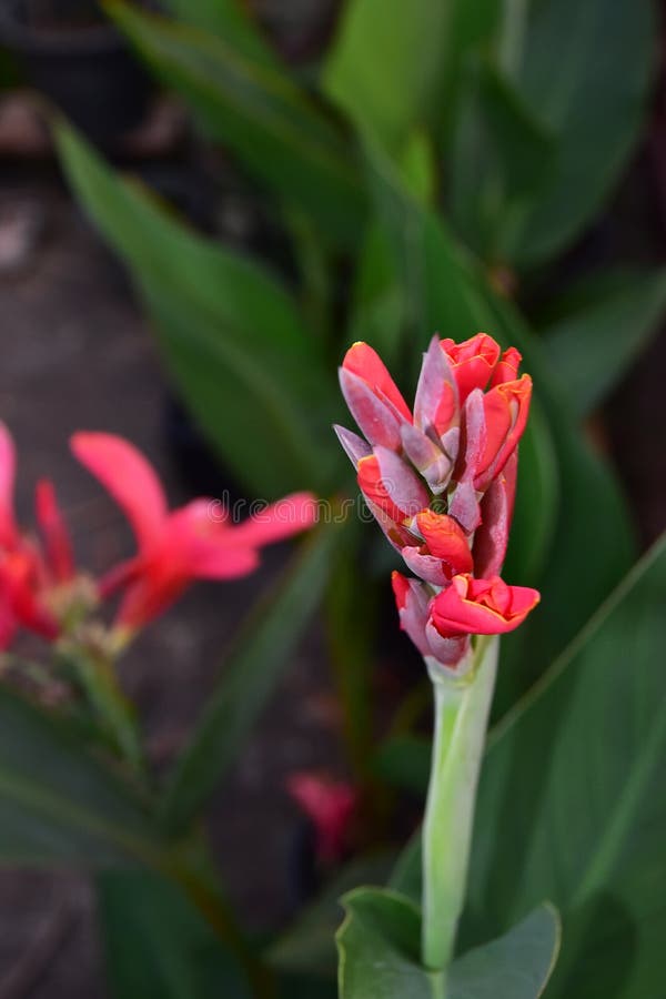 The close up Red Blooming Asian Canna Flowers with blurred background