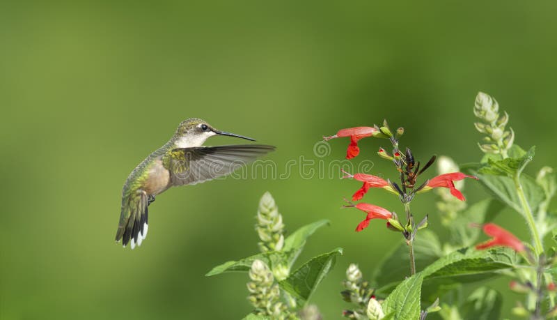 Ruby-throated Hummingbird, Archilocus colubris, flying near the red Sage watching a wasp sitting on the plant,. Ruby-throated Hummingbird, Archilocus colubris, flying near the red Sage watching a wasp sitting on the plant,