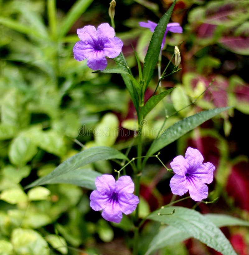 E στοκ εικόνα.
