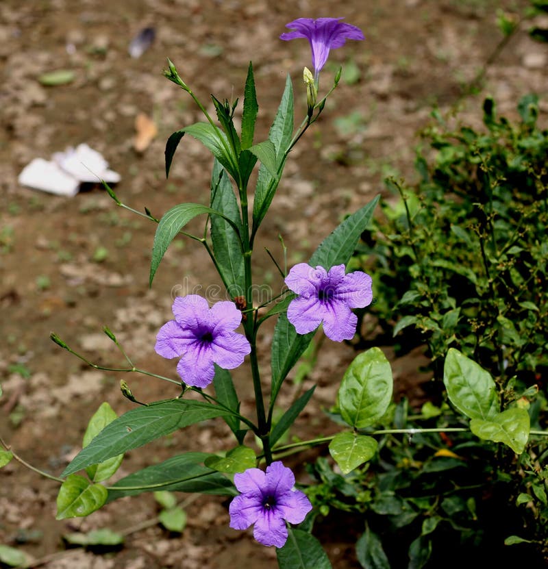 E στοκ φωτογραφία με δικαίωμα ελεύθερης χρήσης.