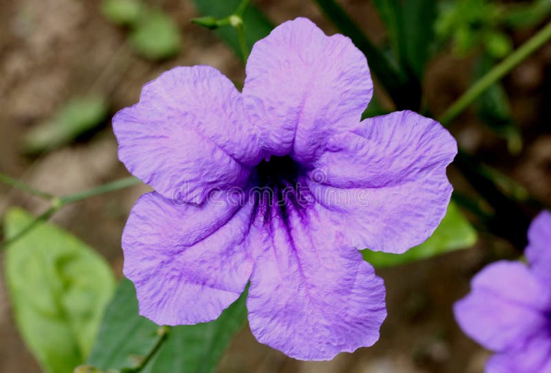 E στοκ φωτογραφία.