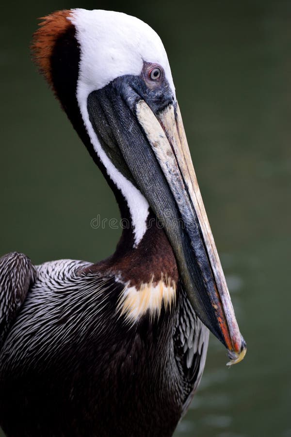 E foto de stock royalty free E foto de stock royalty free