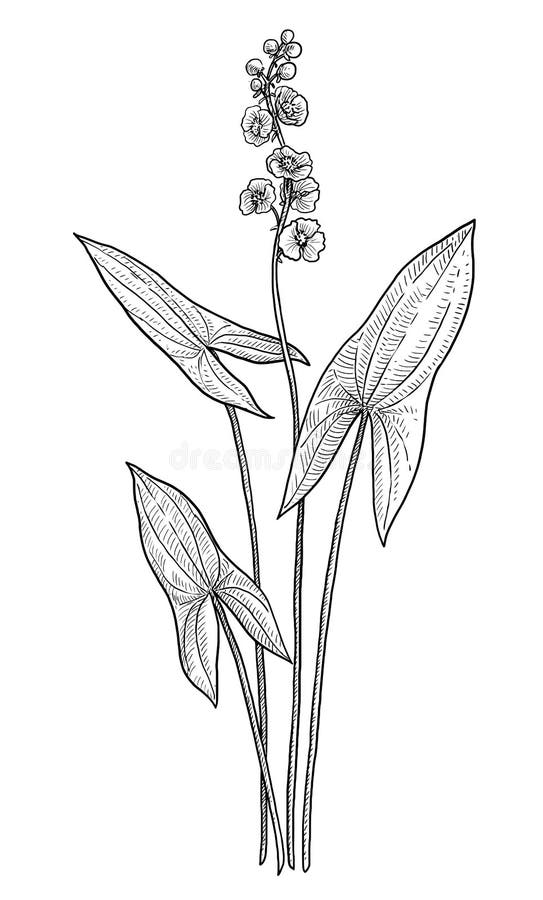Illustration De Sagittaria Vintage Illustration de Vecteur