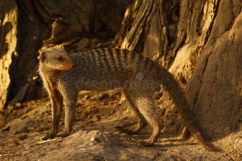 Mangosta rayada foto de archivo. Imagen de animal, serengeti 90130762