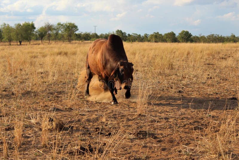 Charging brahman bull 库存图片. 图片 包括有 bull, brahman, charging ...