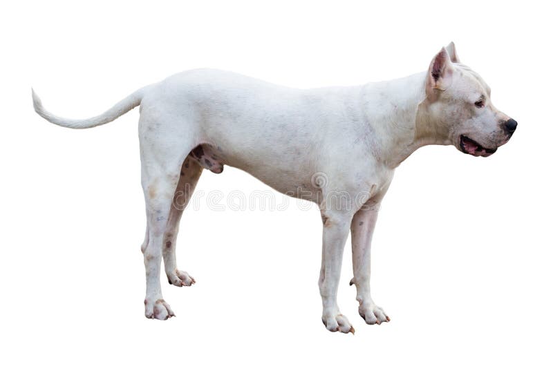Argentinischer Hund/Dogo Argentino Stockbild Bild von portrait, tiere