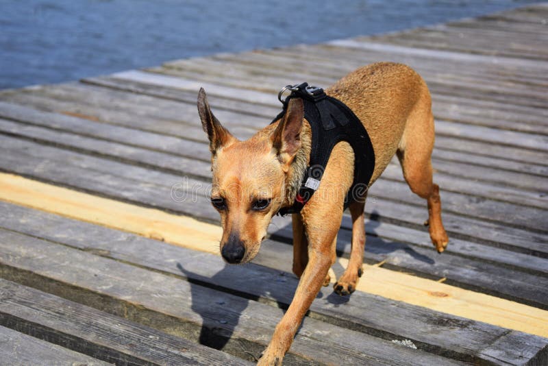 Perrito Del Pinscher Miniatura, 5 Meses, Sentándose Foto de archivo