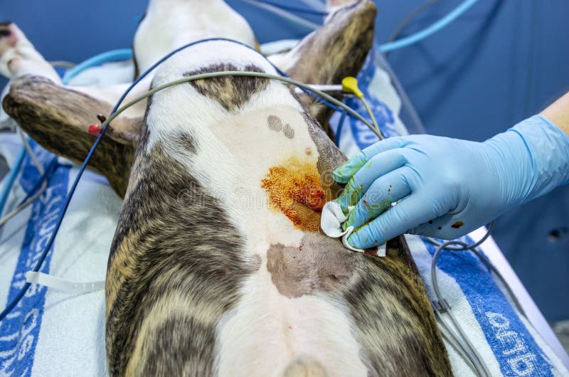 Hauttumor durch Hund stockbild. Bild von tiere, chirurgie 38802183